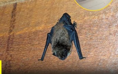 Pipistrelli in casa: cosa significa realmente la loro visita e la spiegazione scientifica del fenomeno