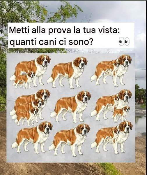 Riesci a individuare tutti i 16 cani? Solo gli occhi più attenti possono