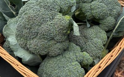 I medici rivelano che mangiare broccoli provoca…