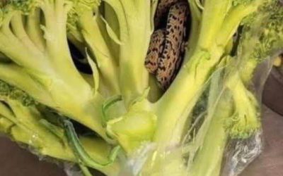 “Broccoli con sorpresa: da un incontro inaspettato a una ricetta irresistibile”