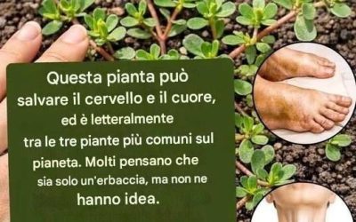 LA PIANTA PIÙ POTENTE DEL MONDO… scopri di più