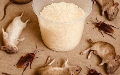 Eliminare topi e scarafaggi in modo naturale con il riso: una soluzione fatta in casa semplice ed efficace