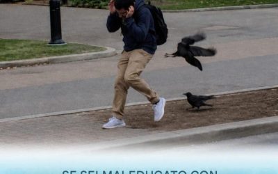 Corvi e cornacchie sono in grado di ricordare i volti umani.