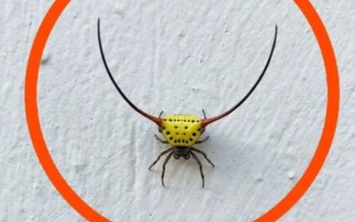 Ieri sera sono andato in garage, ho acceso la luce e ho visto questo sul muro. Sono un adulto, ma onestamente mi ha spaventato molto. Più tardi, quando la paura si è attenuata, l’ho guardato più attentamente e ho cercato di capire di cosa si trattasse, ma non ci sono riuscito. Qualcuno sa cos’è? La risposta è nel primo commento.