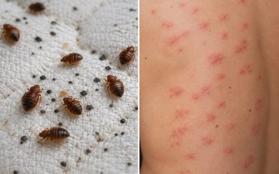 “Colpiscono di notte”. Scatta l’allarme in Italia