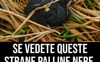 Fate attenzione se le vedete, queste palline nere sono le…Altro…