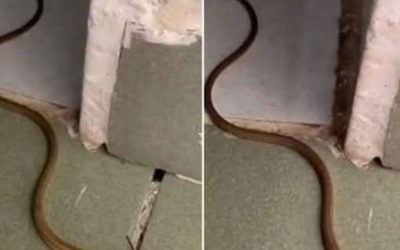 Quando un serpente entra in casa tua: cosa significa realmente e cosa dovresti fare