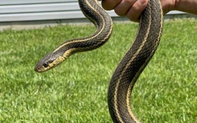 Cosa simboleggiano un serpente in sogno rispetto a un serpente in casa tua