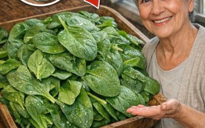 Uccisore di batteri: elimina la morte nell’intestino. Questa pianta purifica l’intestino e il fegato. Ti darò una ricetta per un semplice o