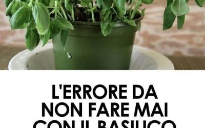 Tutti i segreti per coltivare il basilico: i trucchi per averlo rigoglioso a costo zero