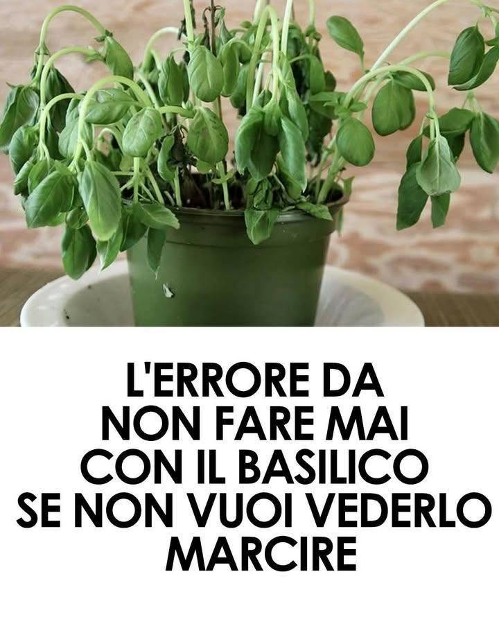 Tutti i segreti per coltivare il basilico: i trucchi per averlo rigoglioso a costo zero