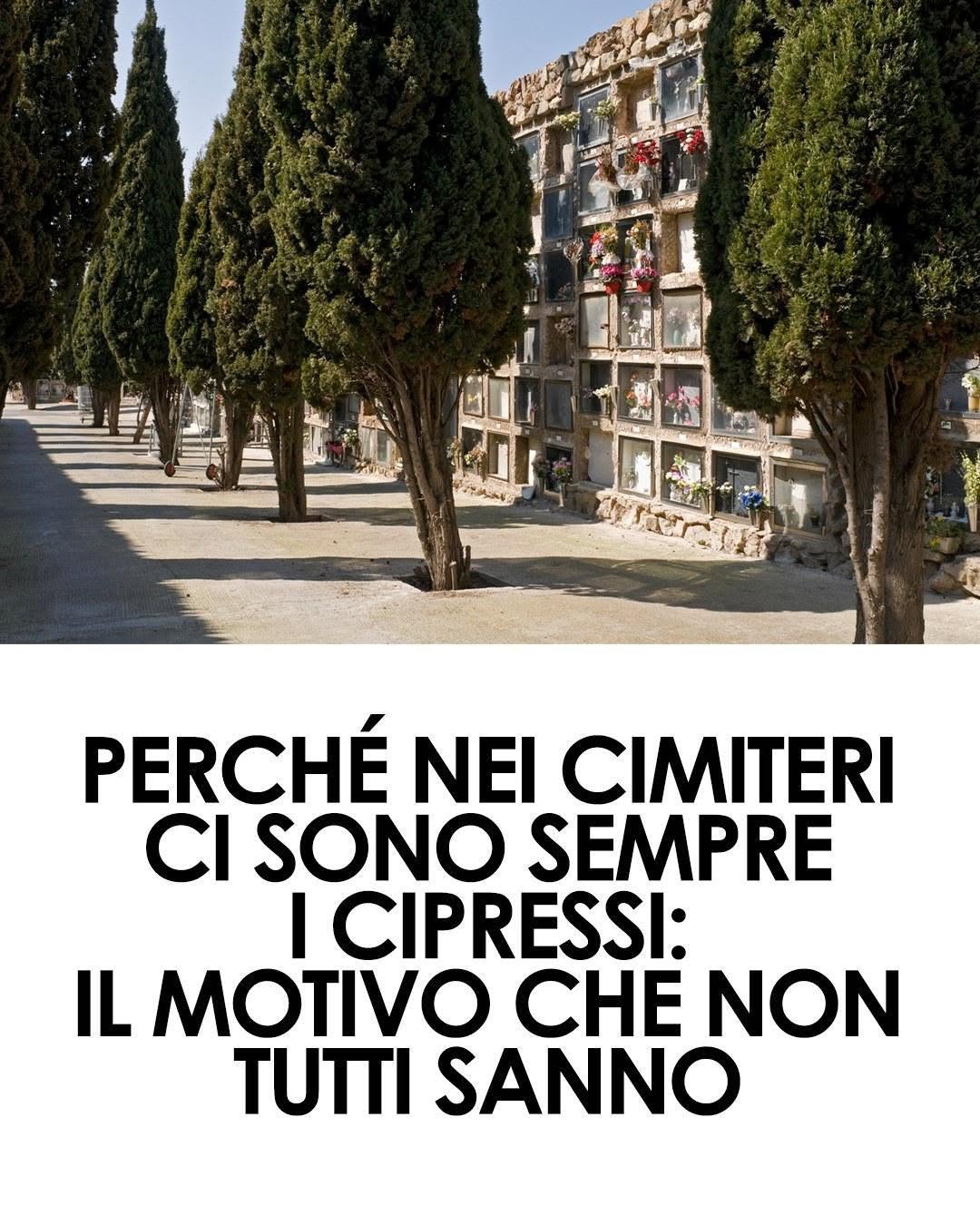 Perché ci sono sempre i cipressi nei cimiteri? I 3 motivi dietro questa scelta