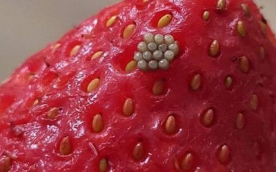 Dopo un ammollo in acqua salata, compaiono delle piccole formazioni bianche e tremolanti nelle bacche: è meglio buttarle via?