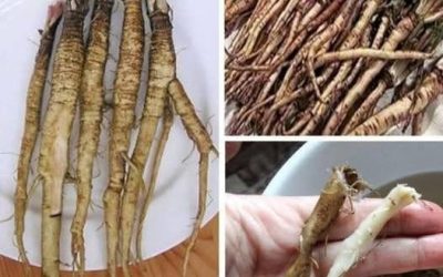 Una pianta che distrugge le cellule tumorali in sole 48 ore! È 100 volte più efficace della chemioterapia.