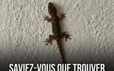 Lo sapevi che la visita di una lucertola a casa tua è un segno di…