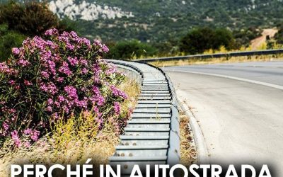 Perché in autostrada ci sono sempre gli oleandri? Il motivo non è solo estetico